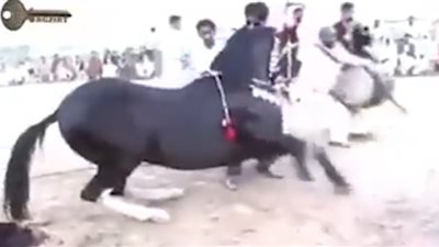 بالفيديو.. وصلة رقص لحصان تبهر رواد فيس بوك