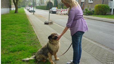 دراسة: الكلاب تفسر الكلام ونبرة الصوت كالبشر