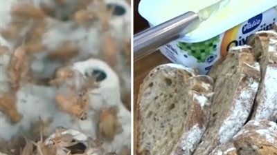 خبز الصراصير.. طعمه لذيذ لكن يثير اشمئزاز الناس (فيديو)