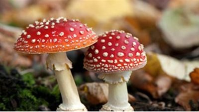 علماء يتوصلون لإنزيم مسئول عن تأثير المخدر في «الفطر السحرى»