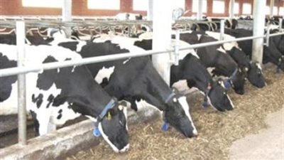 غدًا.. لقاء «مصري- فرنسي» لشركات متخصصة في اللحوم والأبقار بالقاهرة