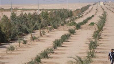فتح باب التقديم لتغيير نشاط أحواض الحزام الأخضر لشركة 6 أكتوبر الزراعية