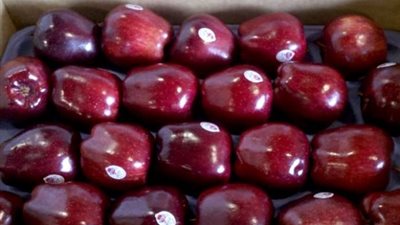 مصر تستورد «أسماك وسكر وتفاح» بـ 82 مليون دولار