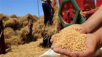 محافظ أسيوط: توريد 117 ألف طن قمح للشون والصوامع