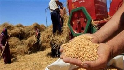 توريد 105 ألف طن قمح محلي بالجيزة ورفض 320