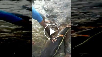 شاب يصطاد أسماكا ضخمة بيديه العاريتين (فيديو)