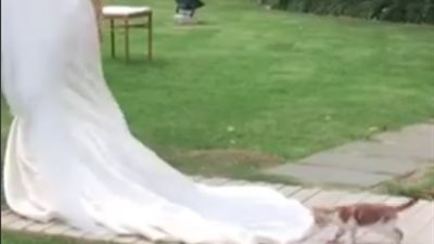 قطة تخطف الأضواء من عروس بحفل زفافها (فيديو)