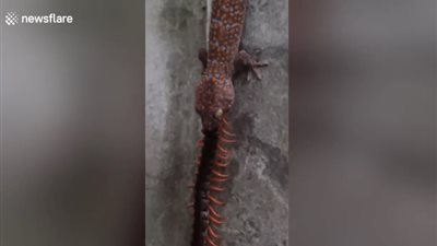 سحلية تتناول دودة ضخمة تقف في حلقها (فيديو)