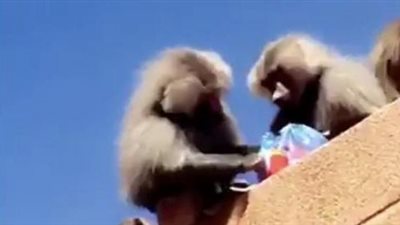 بالصور.. قرود تقتحم جامعة سعودية وتنشر الذعر بين الطالبات