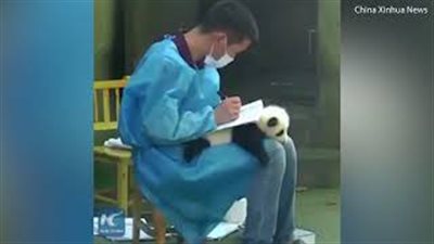 بالفيديو والصور.. حارس يكتب ملاحظات على ظهر صغير الباندا