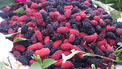 «الهويسة» على مائدة شم النسيم في البحيرة