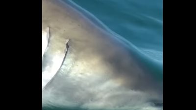 قرش يسرق سمكة من صيادين على متن مركب (فيديو)