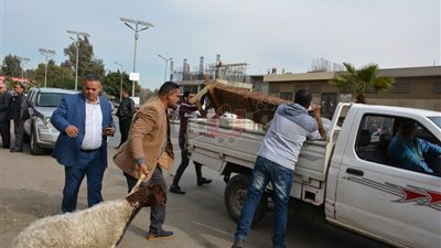 محافظ الجيزة يضبط تجار مواش متعدين على حرم طريق البحر الأعظم (صور)