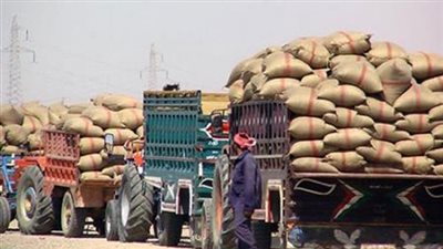 لجان متخصصة لاستلام القمح من الأراضي الخارجة من كشوف الحصر