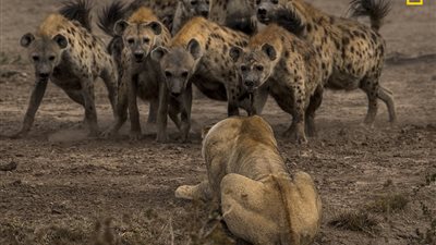 أفضل الصور المشاركة بمسابقة ناشيونال جيوجرافيك