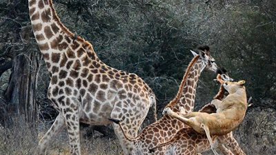 بالصور.. لقطات مروعة لـ«لبؤة» تنقض على زرافة وتسقطها أرضا