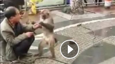 بالفيديو.. قرد يهاجم مدربه بساطور