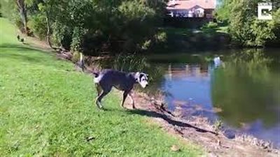 بالفيديو والصور.. حماس كلب يسقطه في بحيرة