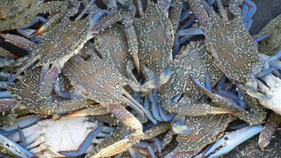 الكابوريا تسجل 37 جنيها بسوق العبور