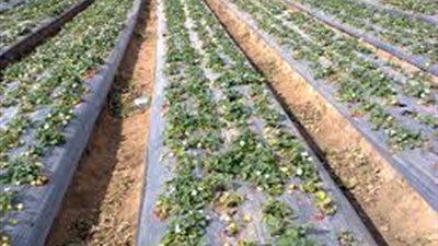 بذور «السرطان» إسرائيلية.. دولة الاحتلال تصدر منتجات زراعية ملوثة للدول العربية.. الشركات متعددة الجنسيات كلمة السر في تصدير المرض للعرب.. ومصر وتونس والمغرب على القائمة