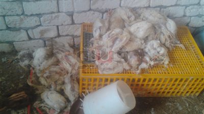 ضبط 3 أطنان و265 كيلو دجاج غير صالح للاستهلاك بالمنوفية (صور)