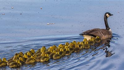 «وزة» تعتني بـ٥١ من الصغار (فيديو وصور)