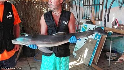 بالصور.. أنانية سياح تقتل «دولفين صغير» على شاطئ إسباني