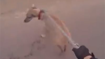 لحظة إنقاذ رجل كلبا من الغرق (فيديو)