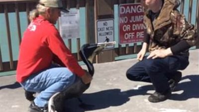 بالفيديو والصور.. إنقاذ بجعة منعها خيط صيد من تناول الطعام