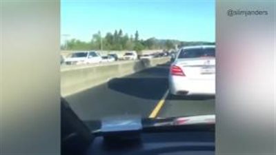 بالفيديو والصور.. بغل وحصان يتسببان في فوضى على طريق سريع بكاليفورنيا