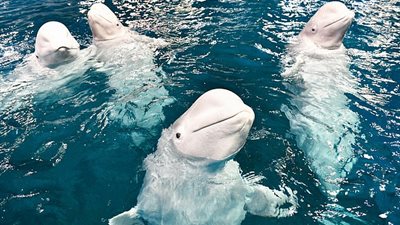 لحظة ميلاد حوت أبيض نادر بالصين (فيديو وصور)