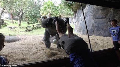 غوريلا تقلد حركات مدربتها بشكل لا يصدق (فيديو وصور)