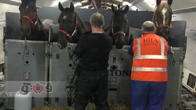 «مصر للطيران» للشحن الجوي تنقل خيولا للكويت