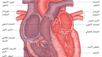 الزواج يقلل التعرض لانسداد عضلة القلب