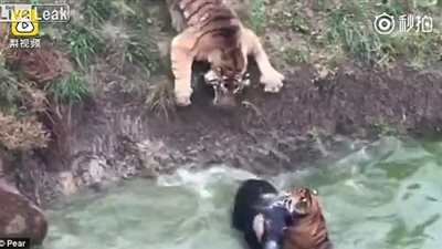 بالفيديو والصور.. لحظة إلقاء عمال حديقة حيوان حمارا حيا لنمرين