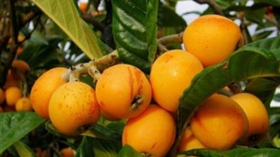 فوائد صحية مميزة لفاكهة «الإسكدنيا»