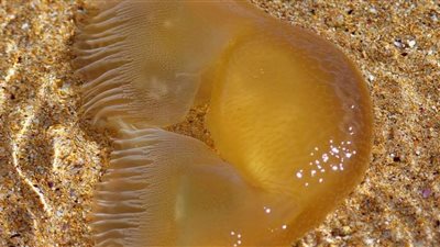 «جيلي هلام».. مخلوق بحري غريب يسخر من شعر ترامب (فيديو)