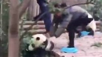 بالفيديو والصور.. لحظة سقوط باندا من أعلى شجرة وسط صرخات السياح