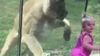 رحلة طفلة لحديقة حيوان تتحول إلى مشهد مرعب (فيديو وصور)