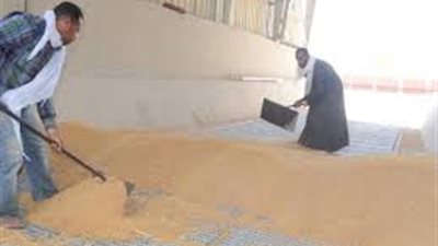 توريد 148 ألف طن قمح لصوامع وشون قنا