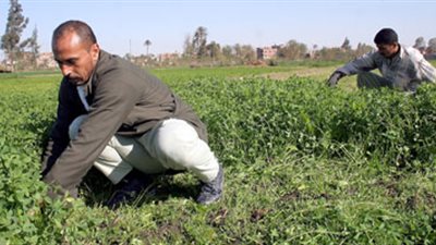 %45 من الصادرات المصرية للأسواق الأوروبية