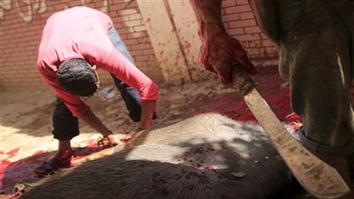 نائب محافظ القاهرة: «محضر بيئة» عقوبة الذبح في الشوارع