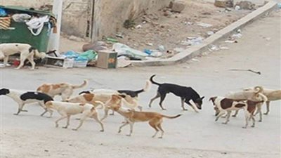 إبادة 22 كلبًا بميدان القلعة في حي الخليفة