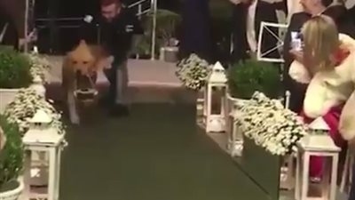 بالفيديو.. رد فعل كلب شاهد صاحبه يتزوج