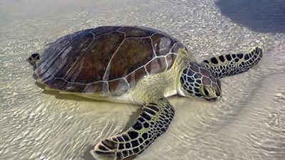 بالصور.. أفضل 8 شواطئ عربية منها «مرسى علم» و«شرم الشيخ»