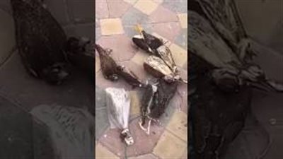 بالفيديو.. سعودي يضع صقورا حية في «الفريزر»