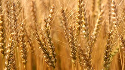 تجار فرنسيون: التصدير لمصر ضروري لتسويق صادرات القمح الكبيرة