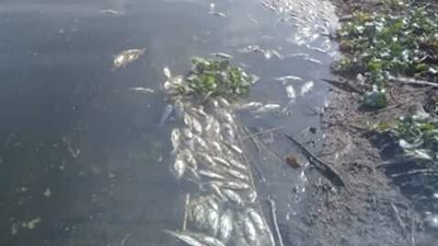 ظهور كميات من الأسماك النافقة بفرع رشيد في البحيرة (صور)