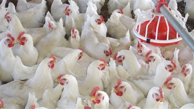 استقرار أسعار الدواجن البيضاء بالأسواق