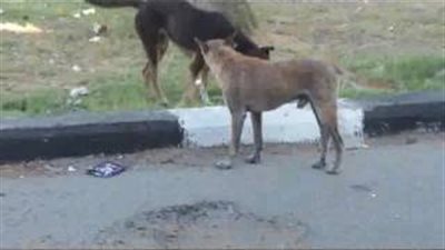 بالفيديو.. انتشار الكلاب الضالة بشوارع بورسعيد